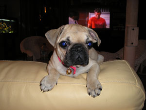 Photos de chiens Carlin