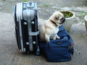 Photos de chiens Carlin