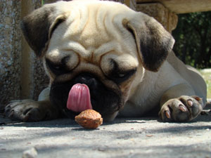 Photos de chiens Carlin
