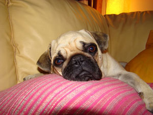 Photos de chiens Carlin