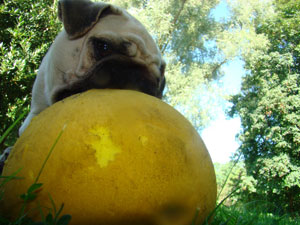 Photos de chiens Carlin