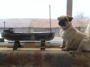 Photos de chiens Carlin