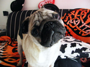 Photos de chiens Carlin