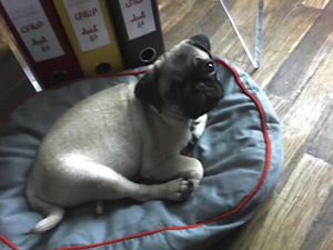 Photos de chiens Carlin