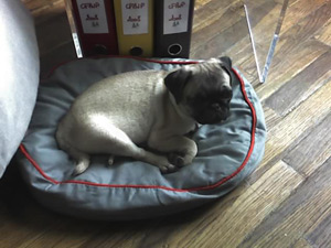 Photos de chiens Carlin