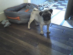 Photos de chiens Carlin