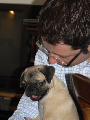 Photos de chiens Carlin