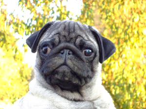 Photos de chiens Carlin