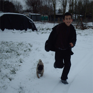 Photos de chiens Carlin