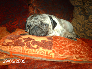 Photos de chiens Carlin