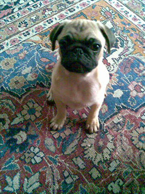 Photos de chiens Carlin