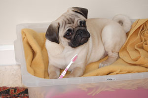 Photos de chiens Carlin