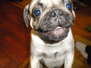 Photos de chiens Carlin
