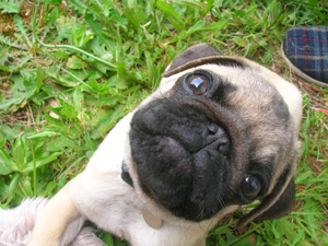 Photos de chiens Carlin