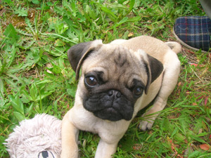 Photos de chiens Carlin