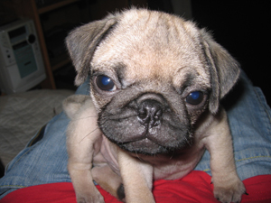 Photos de chiens Carlin
