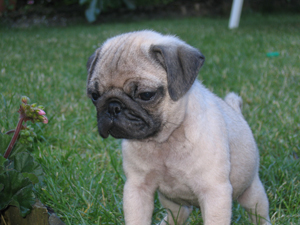 Photos de chiens Carlin