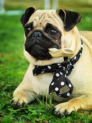 Photos de chiens Carlin
