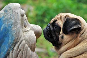 Photos de chiens Carlin
