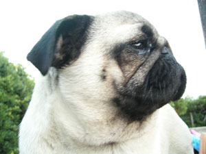 Photos de chiens Carlin