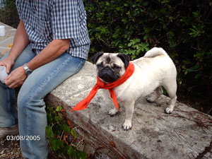 Photos de chiens Carlin