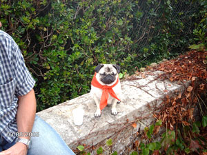 Photos de chiens Carlin