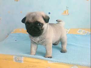 Photos de chiens Carlin