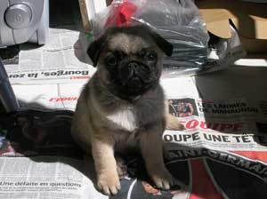 Photos de chiens Carlin