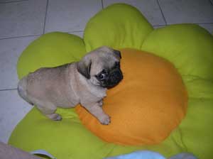 Photos de chiens Carlin