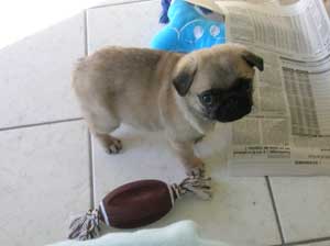 Photos de chiens Carlin