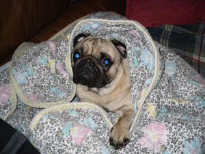 Photos de chiens Carlin