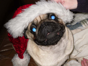 Photos de chiens Carlin