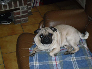 Photos de chiens Carlin