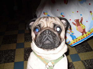 Photos de chiens Carlin