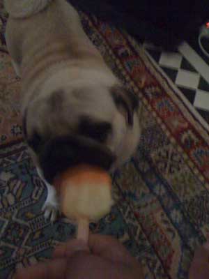 Photos de chiens Carlin