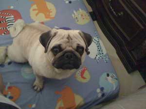 Photos de chiens Carlin