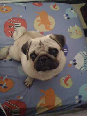 Photos de chiens Carlin