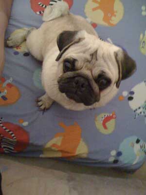 Photos de chiens Carlin