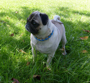 Photos de chiens Carlin