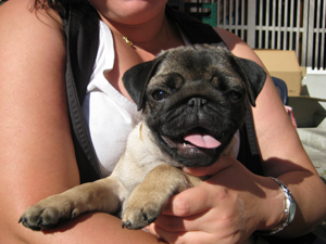 Photos de chiens Carlin