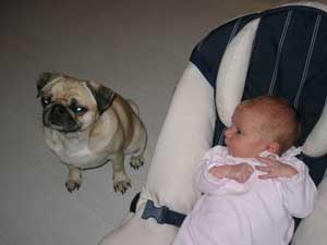 Photos de chiens Carlin