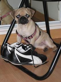 Photos de chiens Carlin