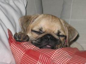 Photos de chiens Carlin