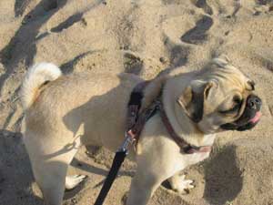Photos de chiens Carlin