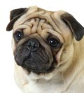 Chien Pug