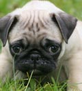 Photos de chiens Carlin