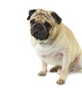 Avantages de poss&eacute;der un chien Carlin