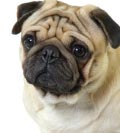 Photos de chiens Carlin